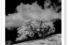 The Lonely Tree (Infrared)
