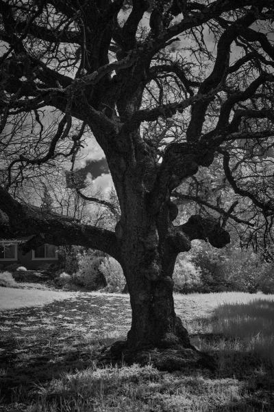 Trees_Infrared-000-2