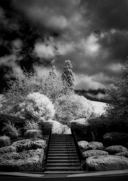 Trees_Infrared-000-3