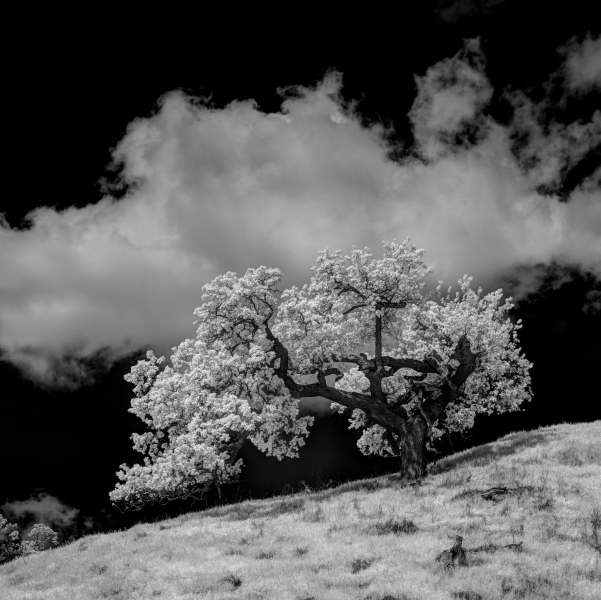 Trees_Infrared-000-4