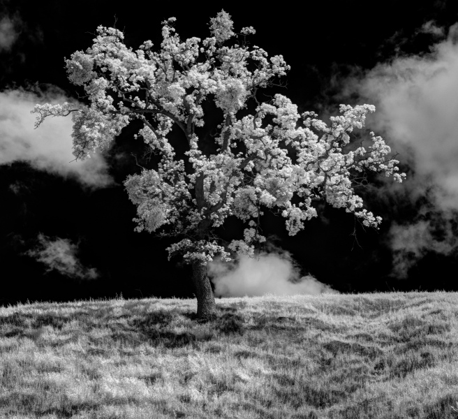 Trees_Infrared-000-5