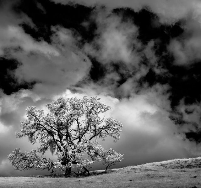 Trees_Infrared-000-6
