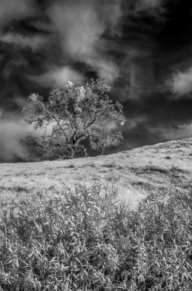 Trees_Infrared-000-7