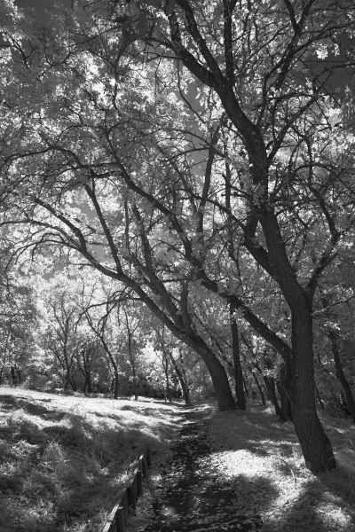 Trees_Infrared-000-8